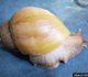 Giant African snail