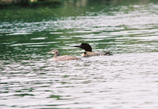 Iimage of common loons on the St. Lawrence River