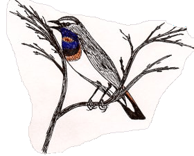 drawing of male Bluethroat by Frank Keim