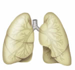 Illustration of the lungs