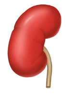 Illustration of the kidney