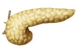 Illustration of the pancreas