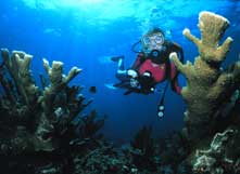 Diver and Staghorn Corals