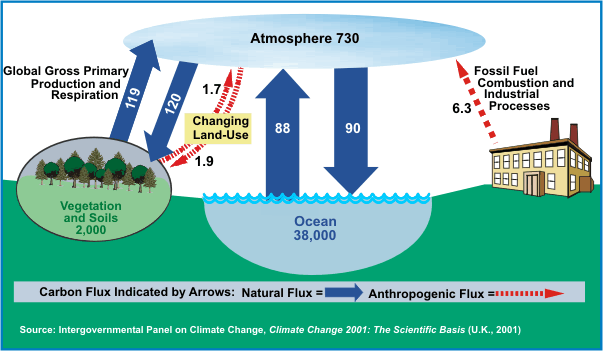 Diagram of carbon cycle sources and sinks.