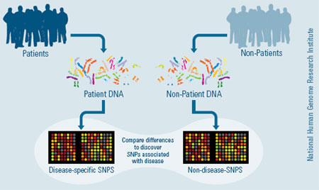 Compare differences to discover SNPs associated with disease. Image credit: National Human Genome Research Institute