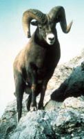 Photo of bighorn ram standing on mountainside.