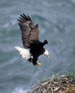 Bald Eagle. USFWS. Click to Enlarge