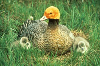 Emperor Goose with Chicks. USFWS. Click to Enlarge