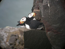 Horned Puffins. USFWS. Click to Enlarge