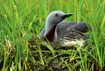 Red Throated Loon. USFWS. Click to Enlarge