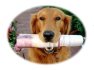 Press Releases & Important Information - Dog holding a newspaper in mouth graphic