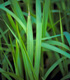 Cogongrass - Invasive.org