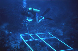 photo of underwater scientist at work