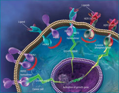 An illustration of HER proteins involved in an intracellular signaling pathway that controls cell growth