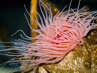 sea anemone