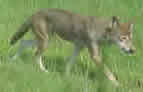 Red Wolf at Sewee Visitor Center Enclosure