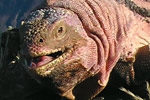Photo: Pink iguana