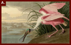John James Audubon, Roseate Spoonbill from The Birds of America, London: 1827-1838