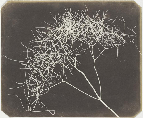 Image: [Wild Fennel], 1841-1842 salted paper print Lent by The Metropolitan Museum of Art,  Gilman Collection, Purchase, Mr. and Mrs. Andrew W. Saul Gift, 2005