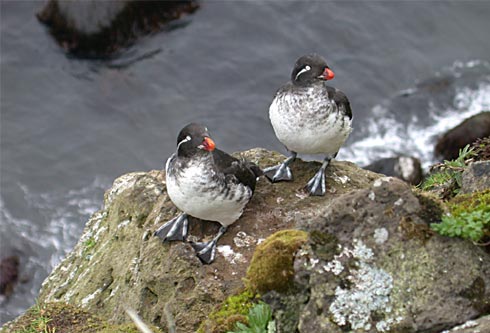 parakeet auklets.Heather Renner/USFWS