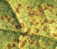 Soybean rust