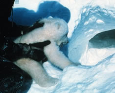 Polar Cub getting tagged for observation.