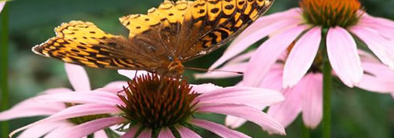 [image]: Butterfly on coneflower