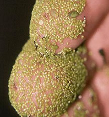 Photo: small specks of green on a human finger.