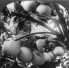 Photo of grapefruit clusters on a tree