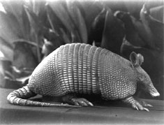 Image of Armadillo