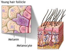 Drawing of young hair follicle.
