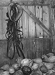 Photo: harness hanging on wooden wall.  Squash on the floor beheath.