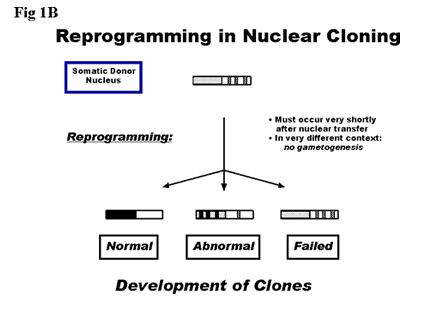 Reprogramming in Nuclear Cloning