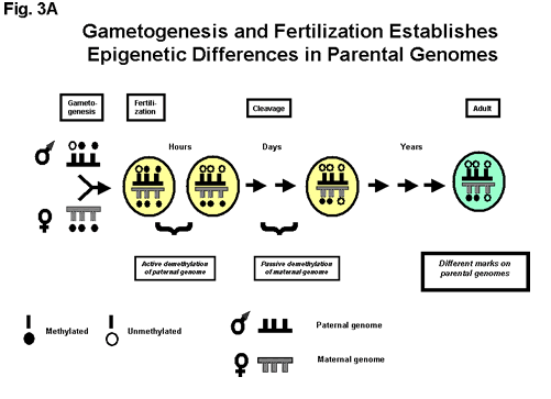 Gametogenesis and Fertilization Establishes Epigenetic Differences in Parental genomes