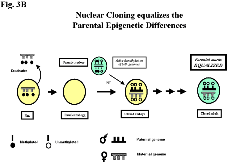 Nuclear Cloning equalizes the Parental Epigenetic Differences