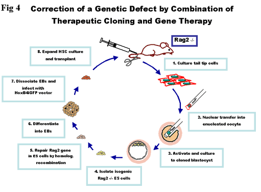 Correction of a Genetic Defect by Combination of Therapeutic Cloning and Gene Therapy