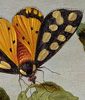 Image: Jan van Kessel, Study of Butterfly and Insects, c. 1655, Gift of John Dimick, 1983.19.3
