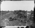 Antietam, Md. Confederate dead by a fence on the Hagerstown road