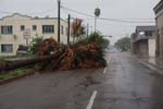 Downed palm tree on Monroe St. shows the strength of Hurricane Dolly as winds pick up speed and intensity. Jacinta Quesada/FEMA