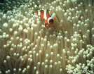 A clown fish swims above a sea anemone.