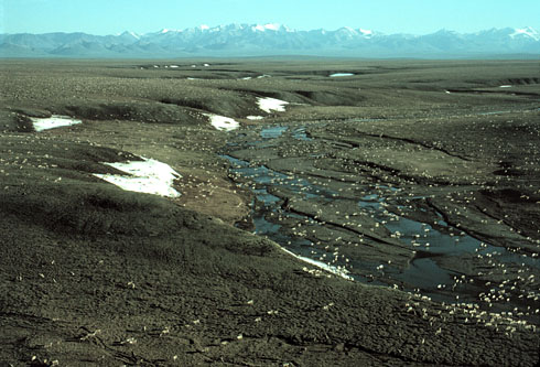 caribou on the 1002 Area - USFWS