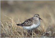 Baird's sandpiper - USFWS