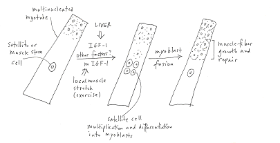 Skeletal Muscle Fiber Growth and Repair