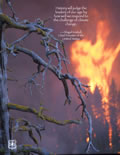 A picture of an old tree and with a large fire burning in the background.  The quote on the image says, History will judge the leaders of our age by how well we respond to the challenge of climate change.  – Abigail Kimbell, Chief Forester of the United States.