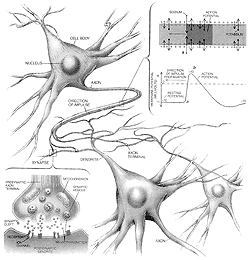 Figure 2-2. How neurons communicate