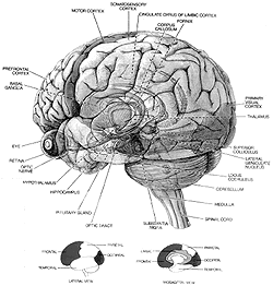 Figure 2-3. The brain: Organ of the mind