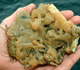 Sea Squirt