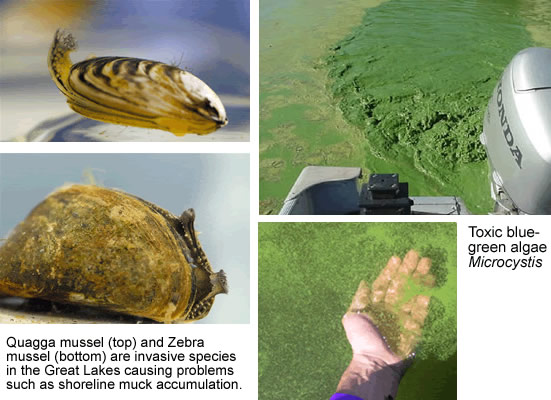 Photos of invasive species