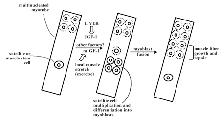 Schematic diagram of some important processes in skeletal muscle fiber growth and repair