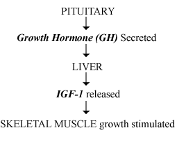 Hormone action and muscle growth stimulation